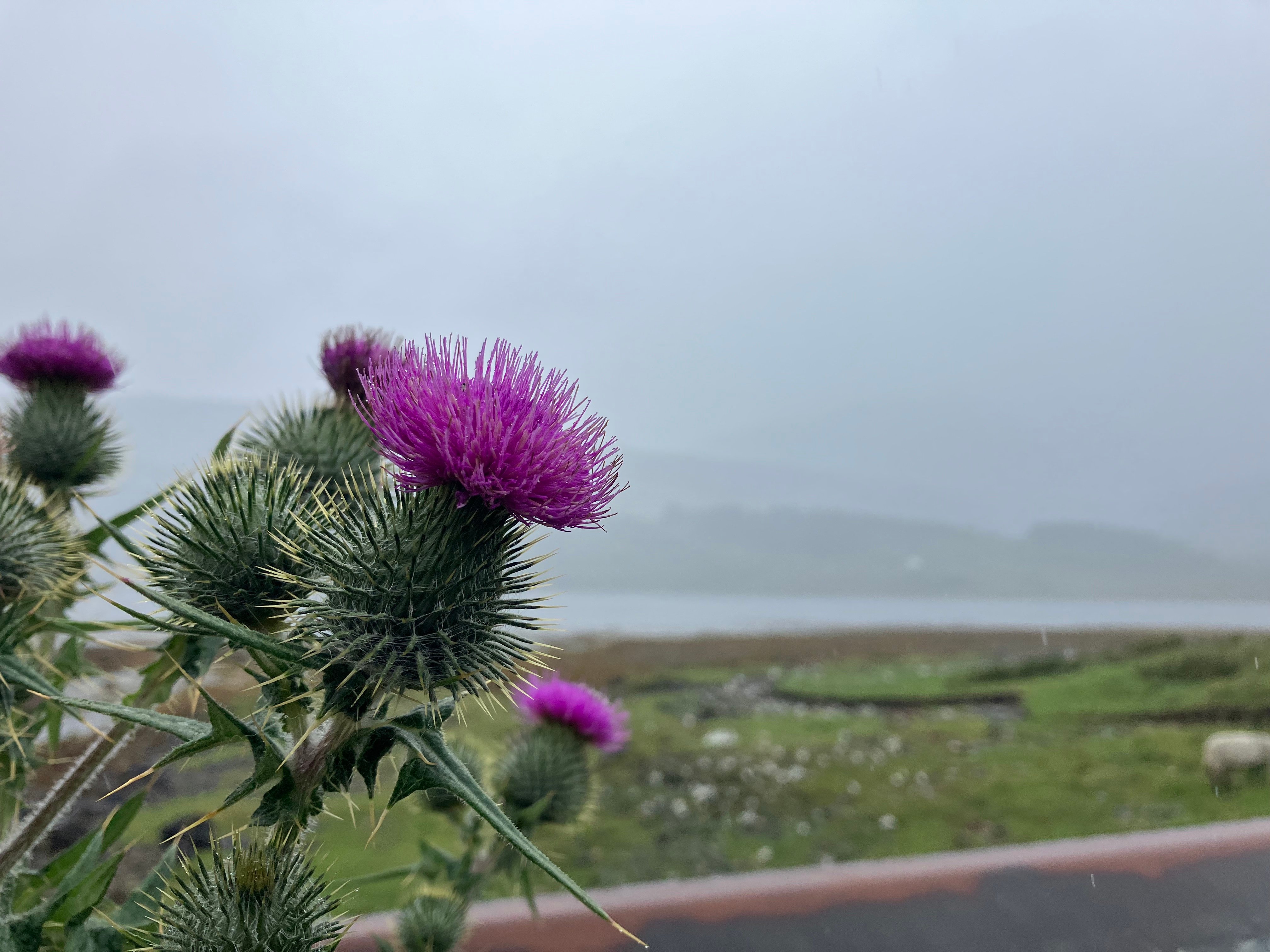 Thistle